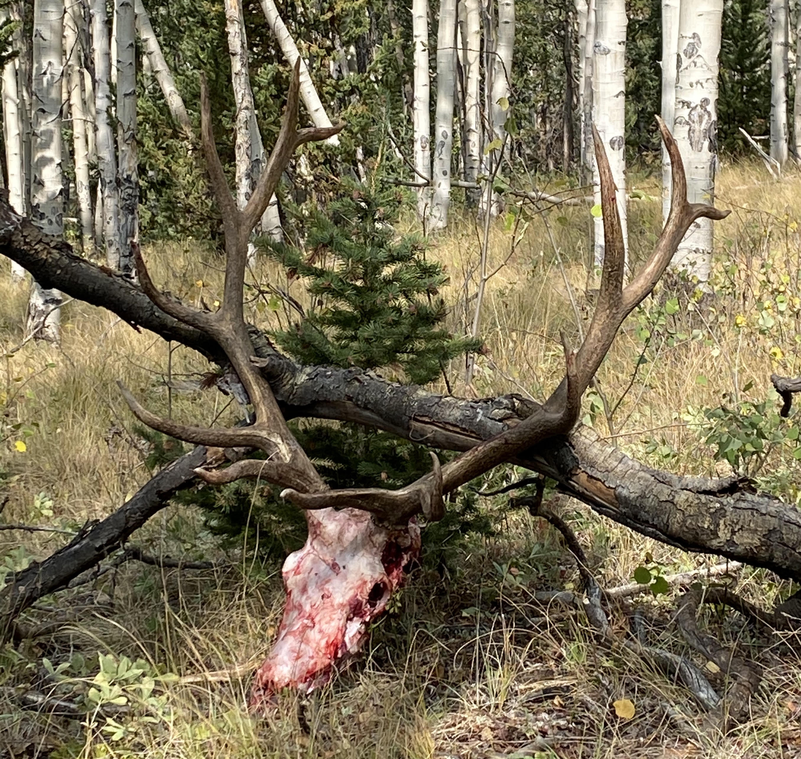 Colorado elk guides deer hunting